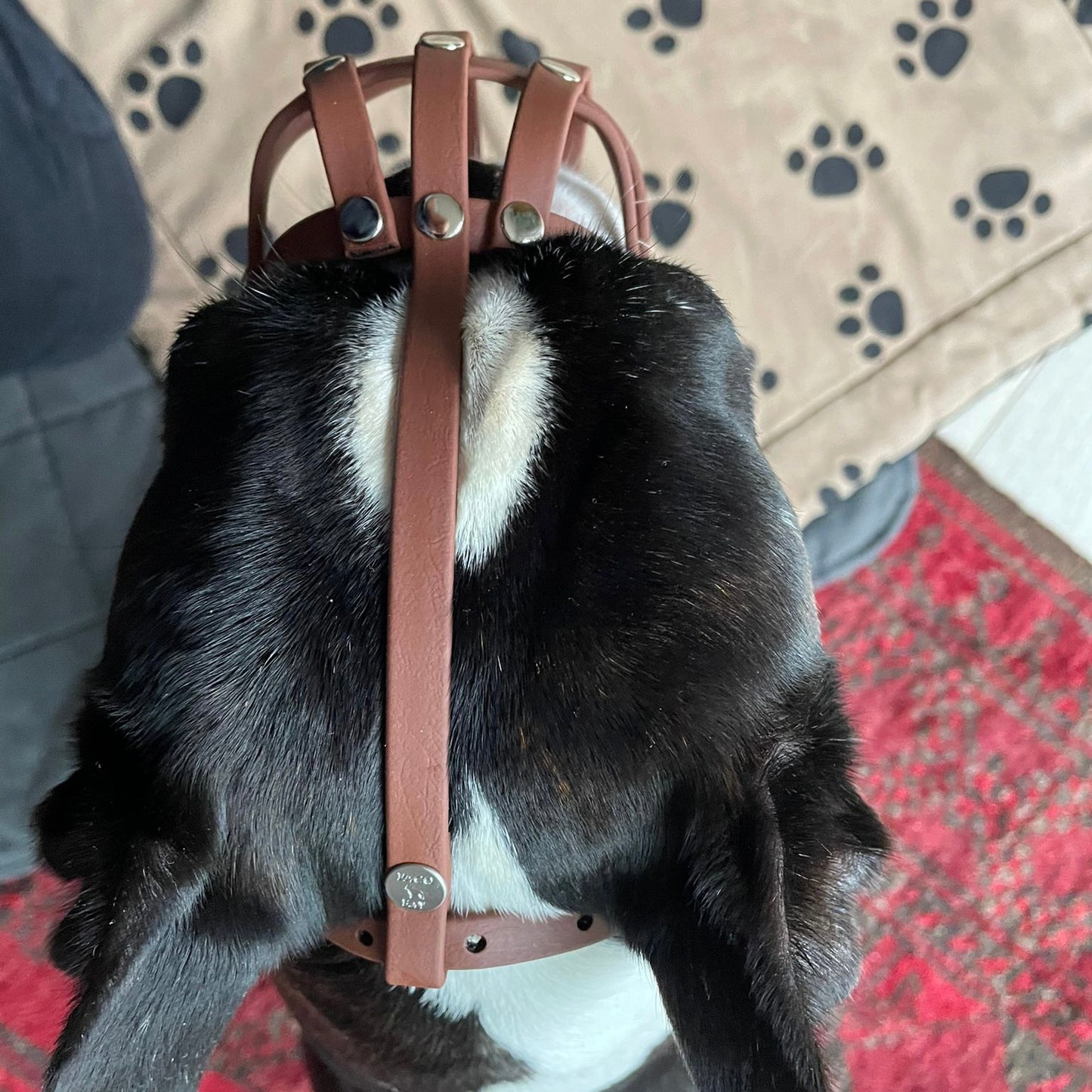 Maulkorb Boston Terrier