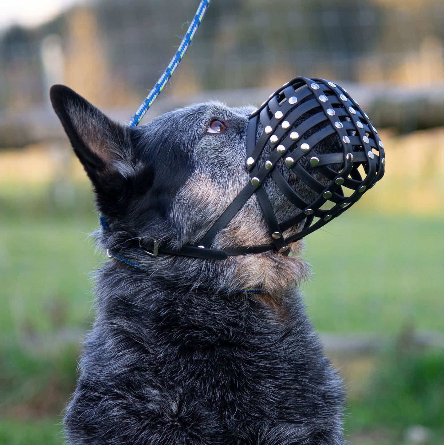 Maulkorb Australian Cattle Dog