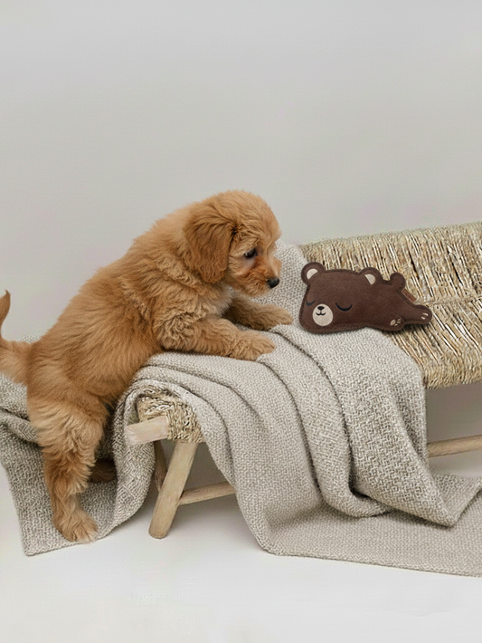 BUDDY. Hundespielzeug aus Leder "Kleiner Bär"