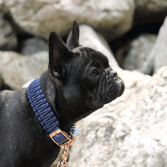 Custom Collar SKY