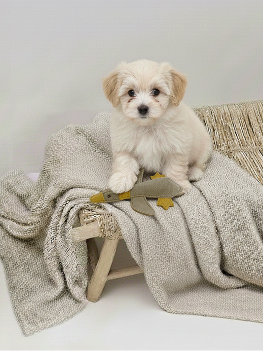 BUDDY. Hundespielzeug aus Leder "Kleine Ente"