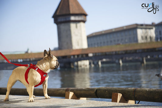 CURLI Vest Harness Air Mesh - BERRY Größe: XL SPECIAL EDITION