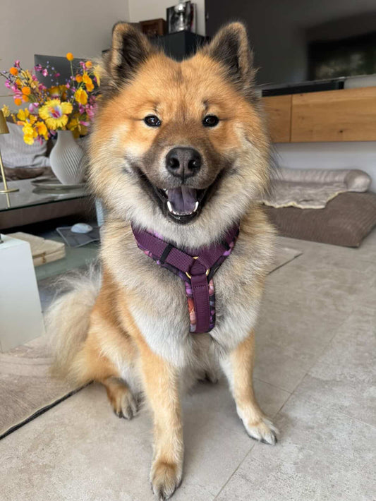 Kundenfoto Gepolstertes Y-Geschirr