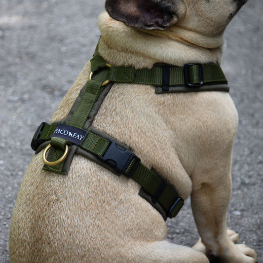 Bequemes Hudegeschirr in olive