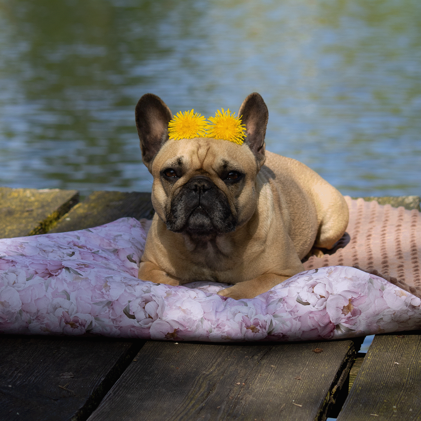 Softshell Hundedecke gepolstert - LEO (gold)