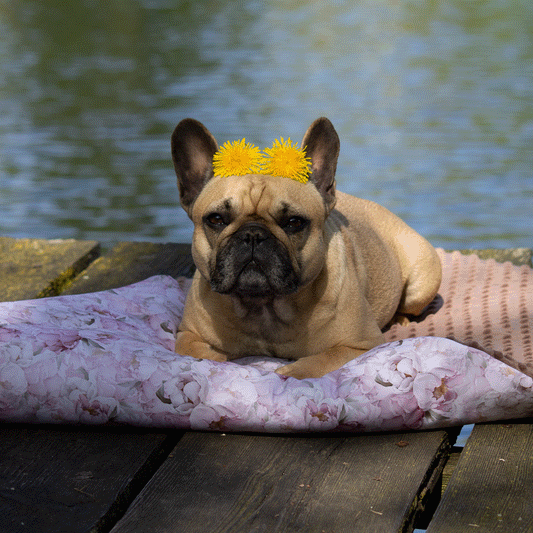 Outdoor Hundedecke LEO