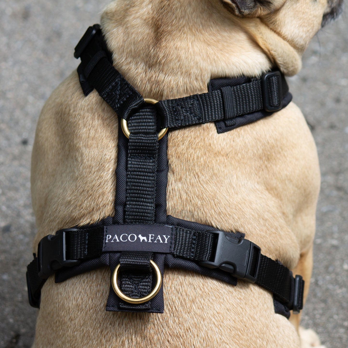 Y-Softgeschirr Autumn Flowers x Schwarz