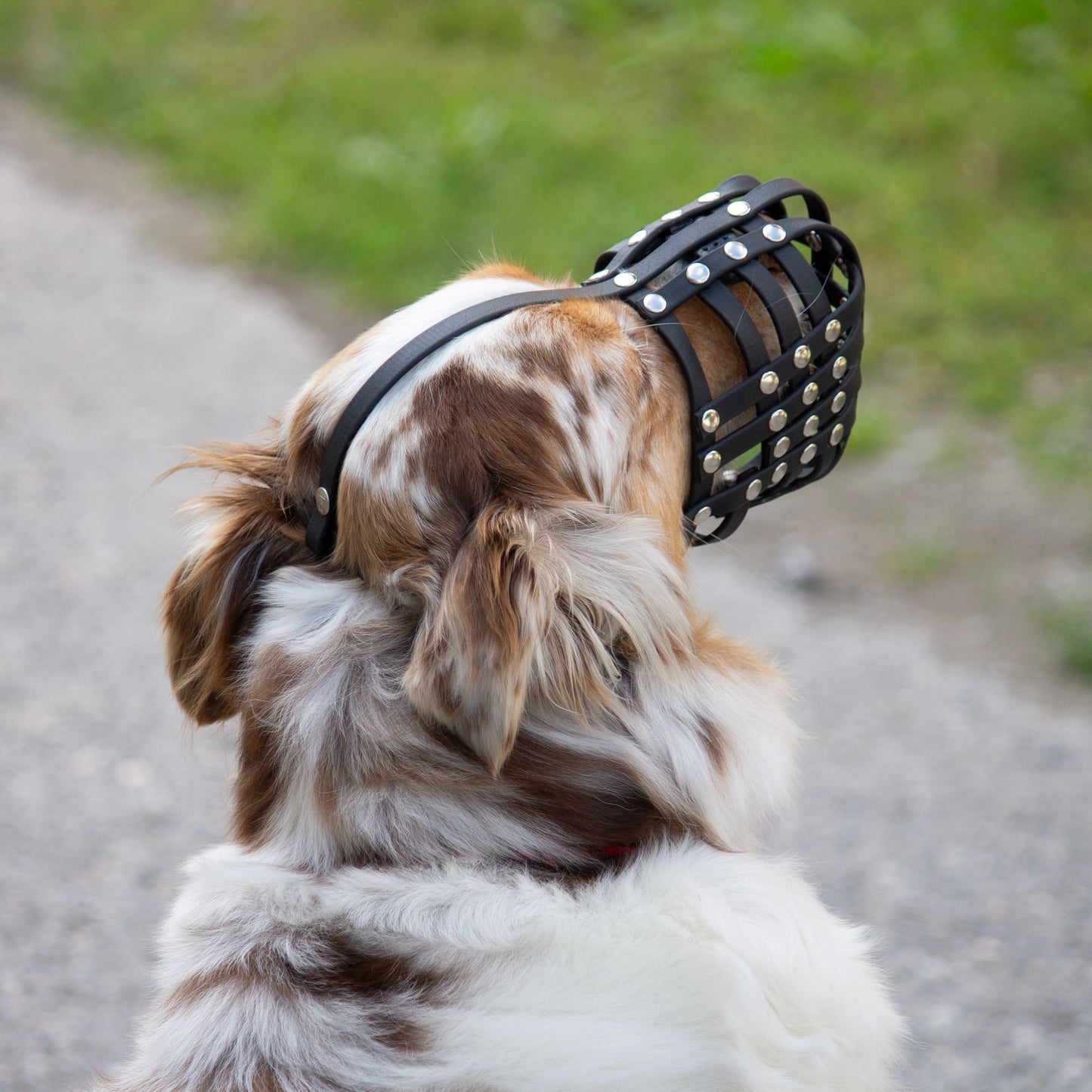 Maulkorb für Australian Shepherd