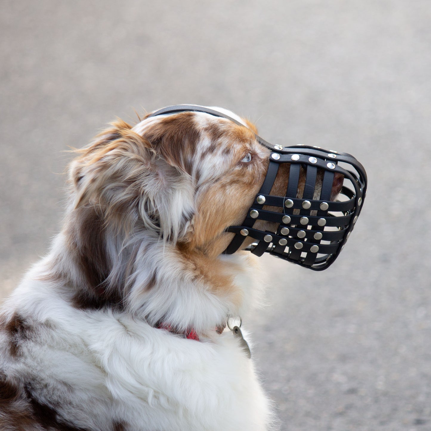 Maulkorb für Australian Shepherd