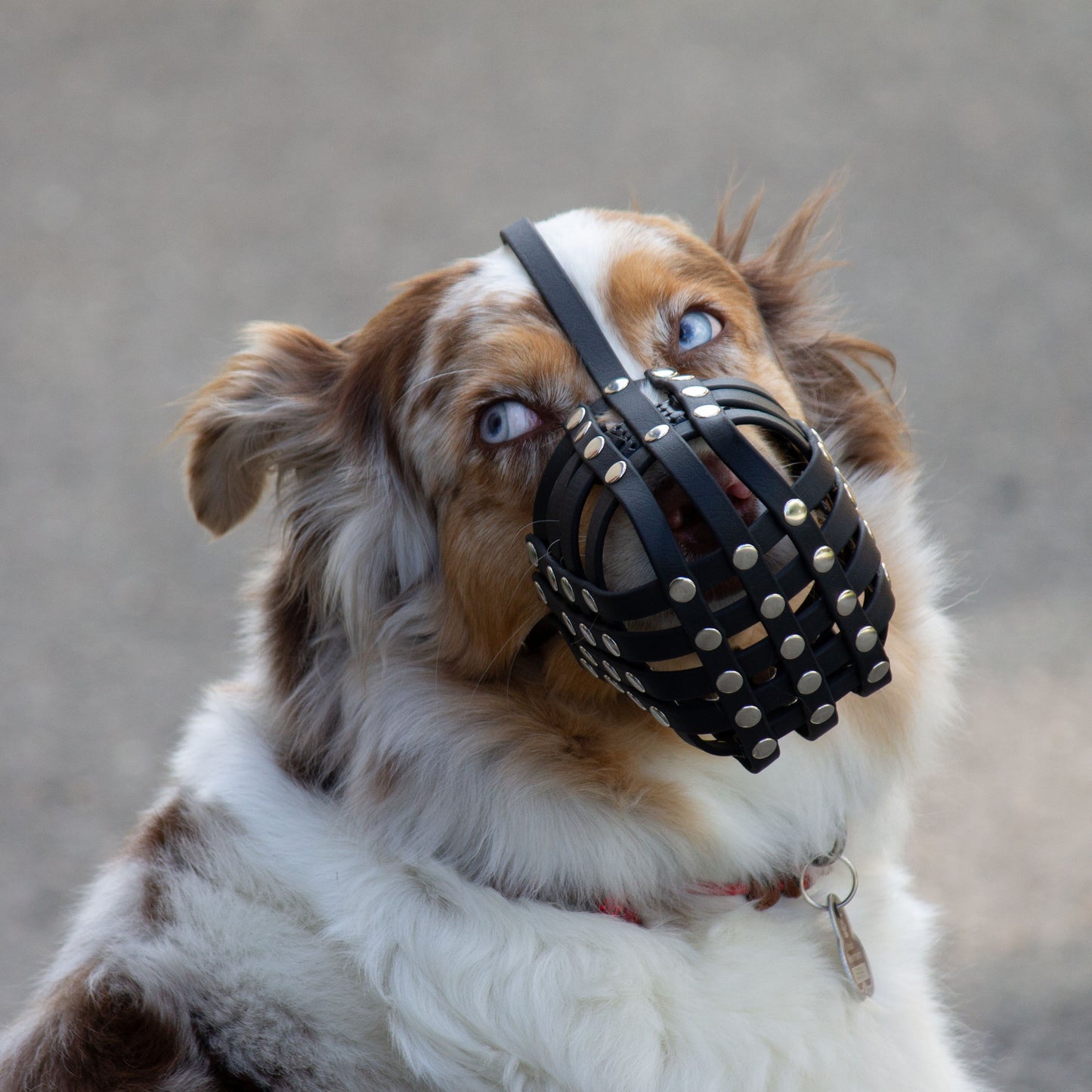 Maulkorb für Australian Shepherd aus BioThane