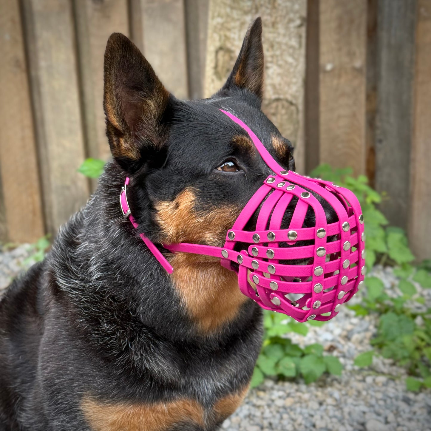 Maulkorb Australian Cattle Dog aus BioThane