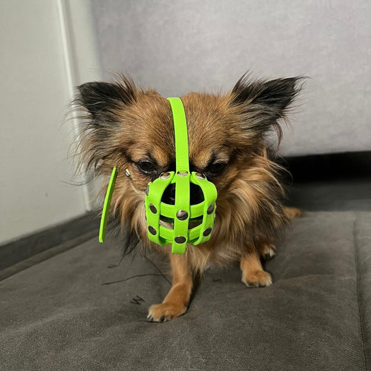 Maulkorb Chihuahua aus BioThane