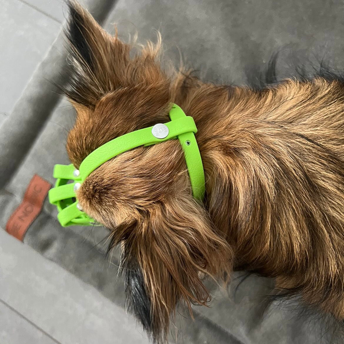 Maulkorb Chihuahua aus BioThane