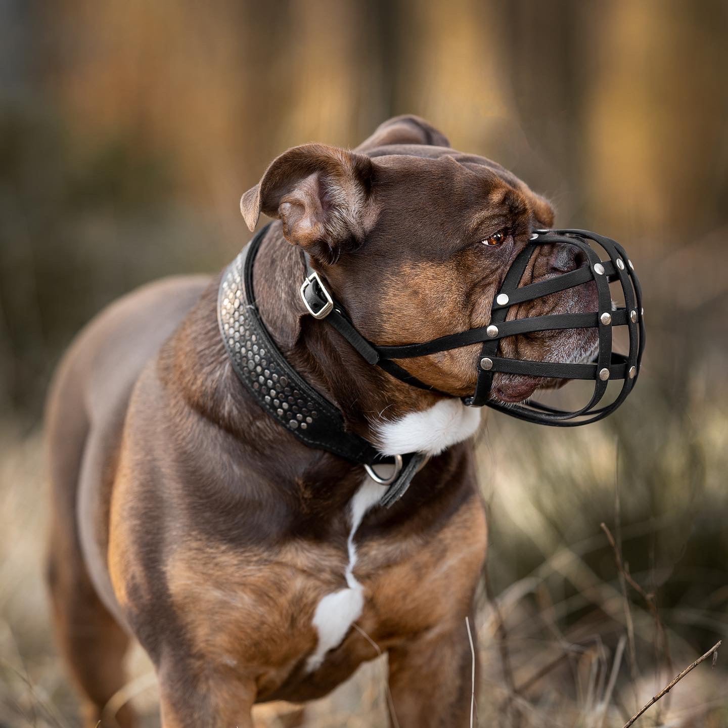 Maulkorb Old Englische Bulldogge aus BioThane