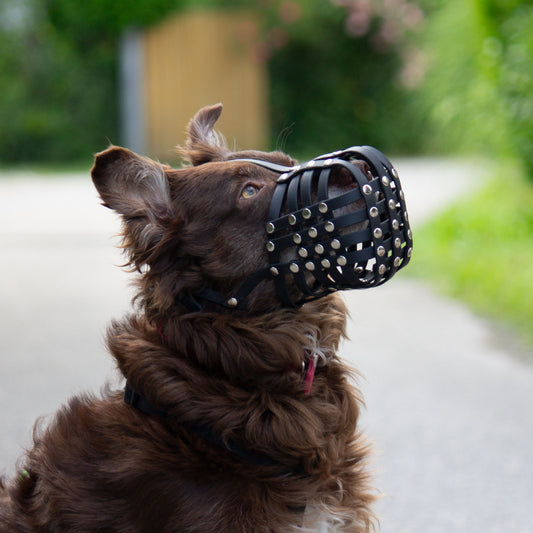 Maulkorb für Australian Shepherd