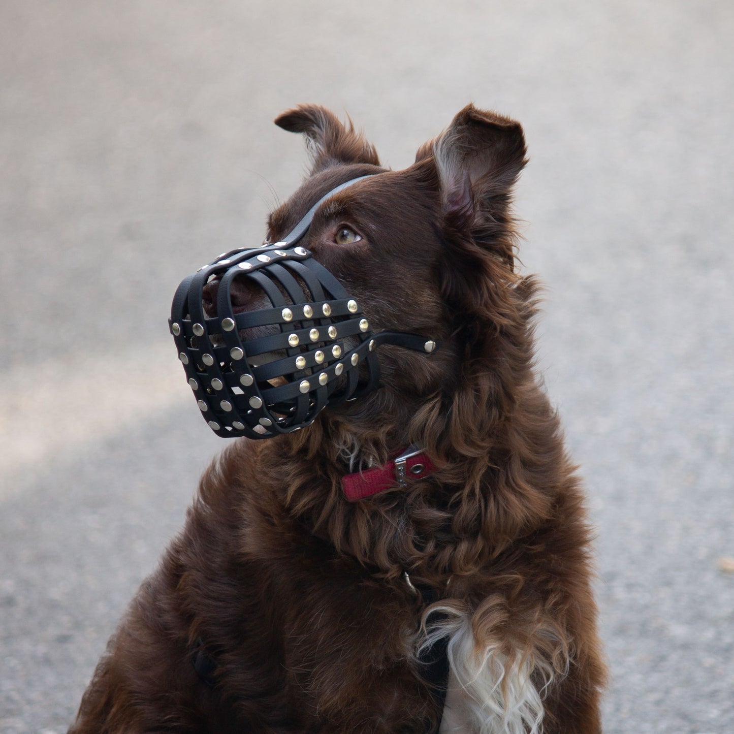Maulkorb für Australian Shepherd