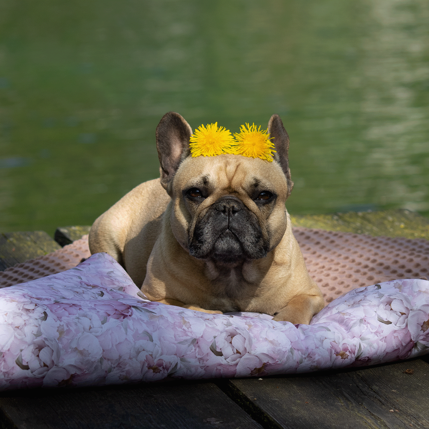 Französisce Bulldogge auf Softshell Hundedecke