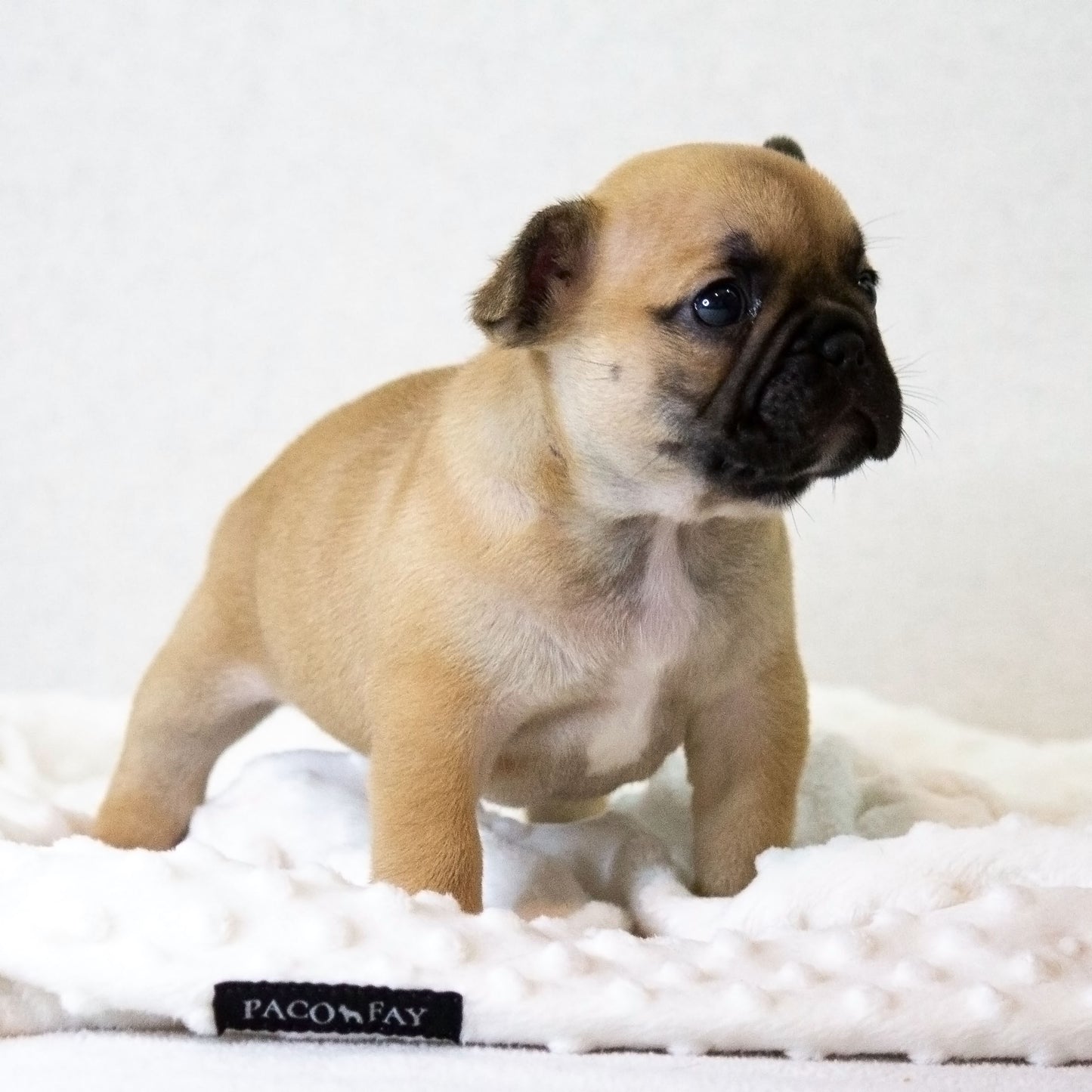 Kuscheldecke "Soft!" Farbe: grey (more dark)