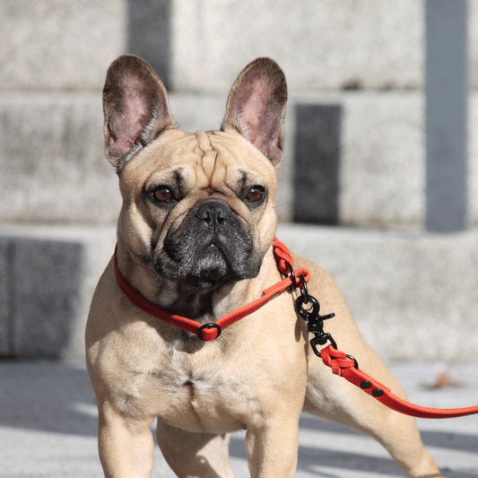 PACO & FAY Zugstopp Halsband