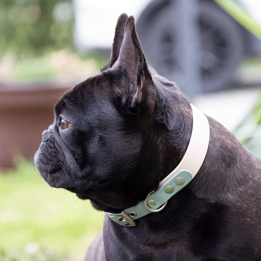 Biothane® breites verstellbares Halsband