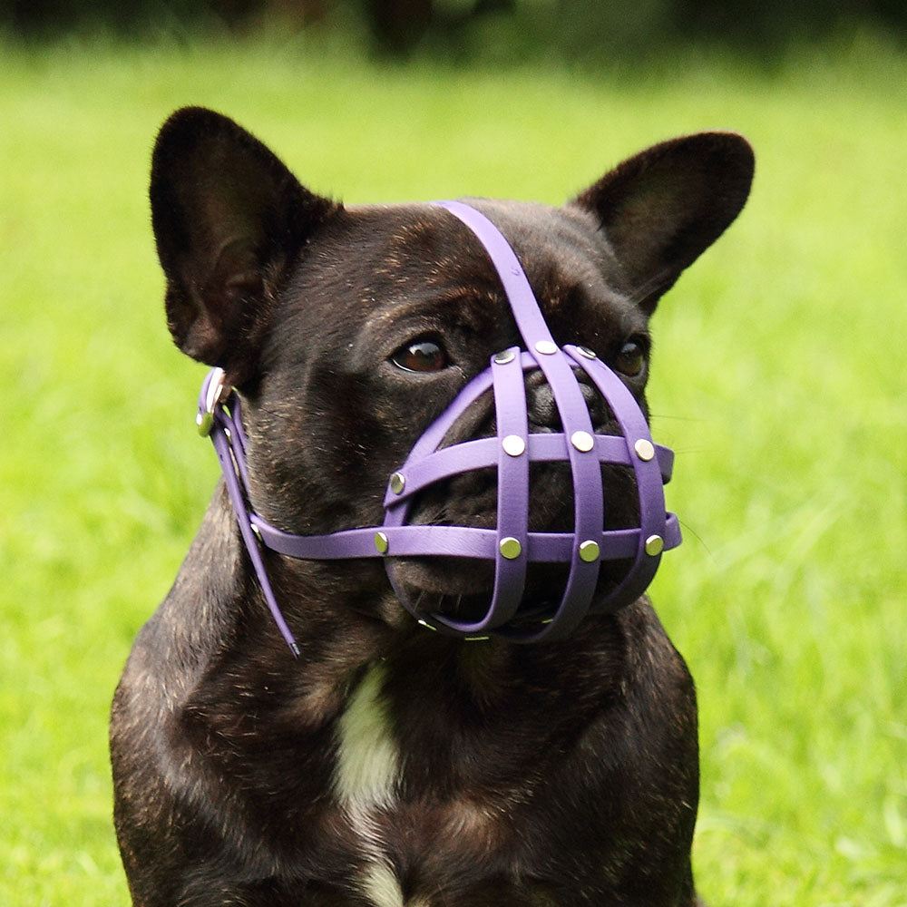 Maulkorb Französische Bulldogge, Frenchie, Plattnase, Bully