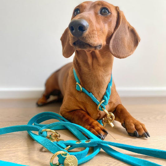 Führleine und Zugstopphalsband aus Fettleder in türkis und Messing Beschlägen