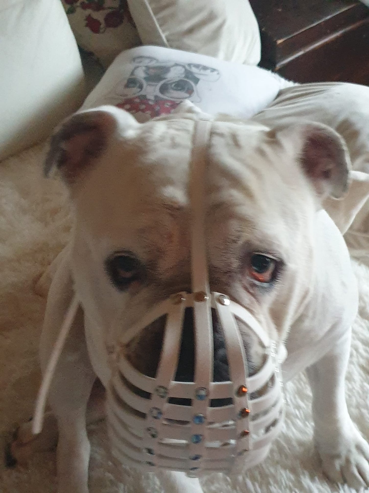 Maulkorb Englische Bulldogge