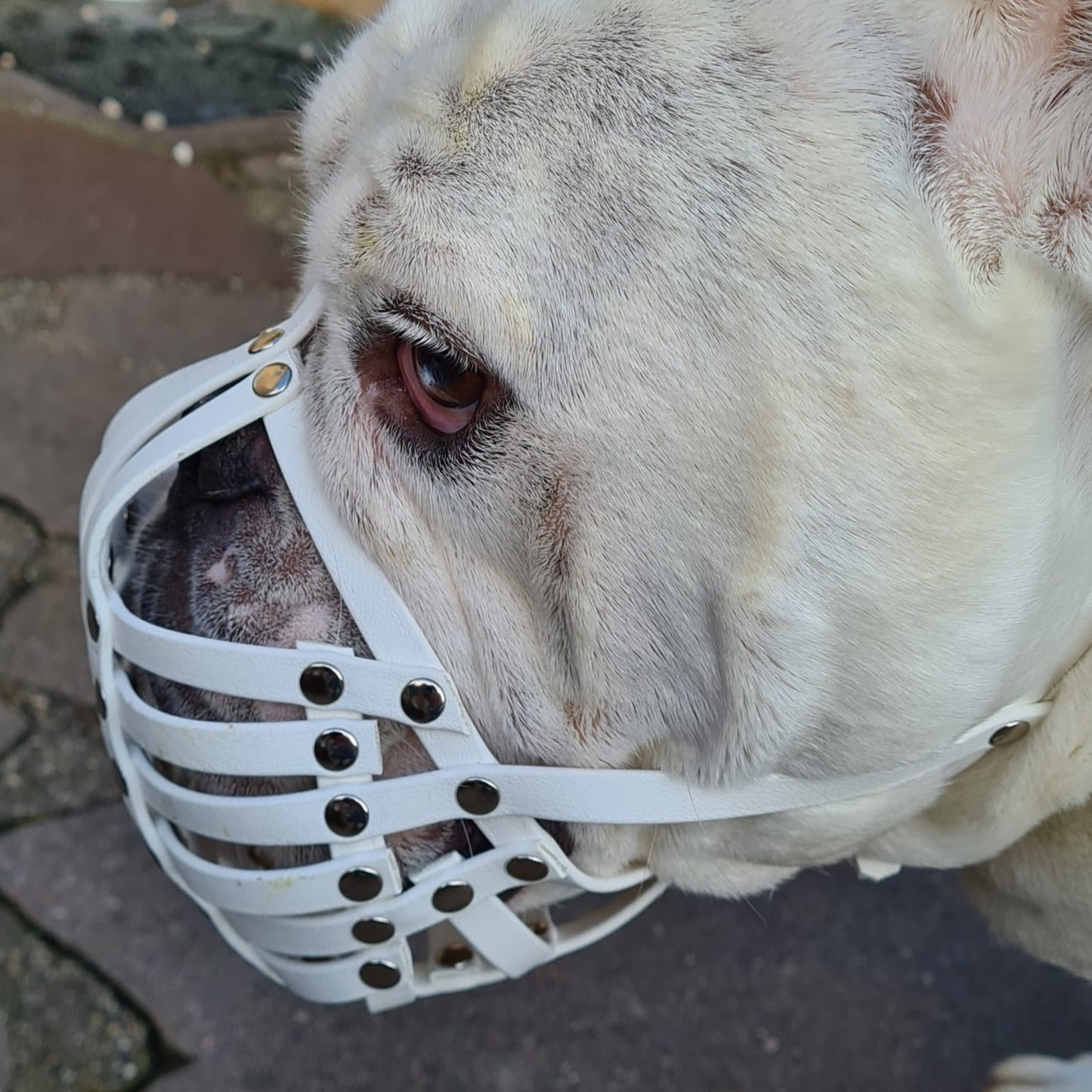 Maulkorb Englische Bulldogge aus BioThane