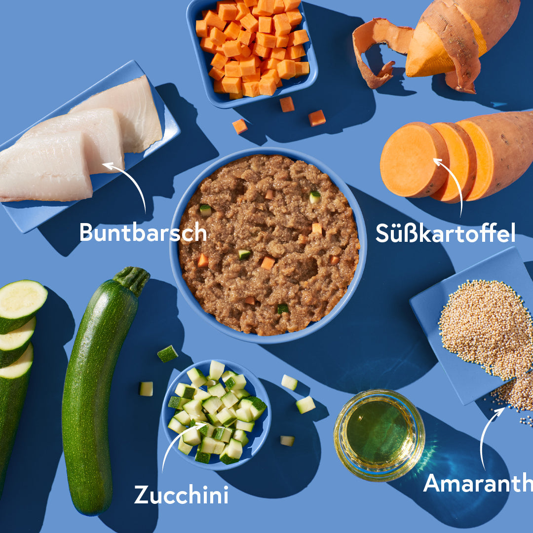 Buntbarsch mit Amaranth