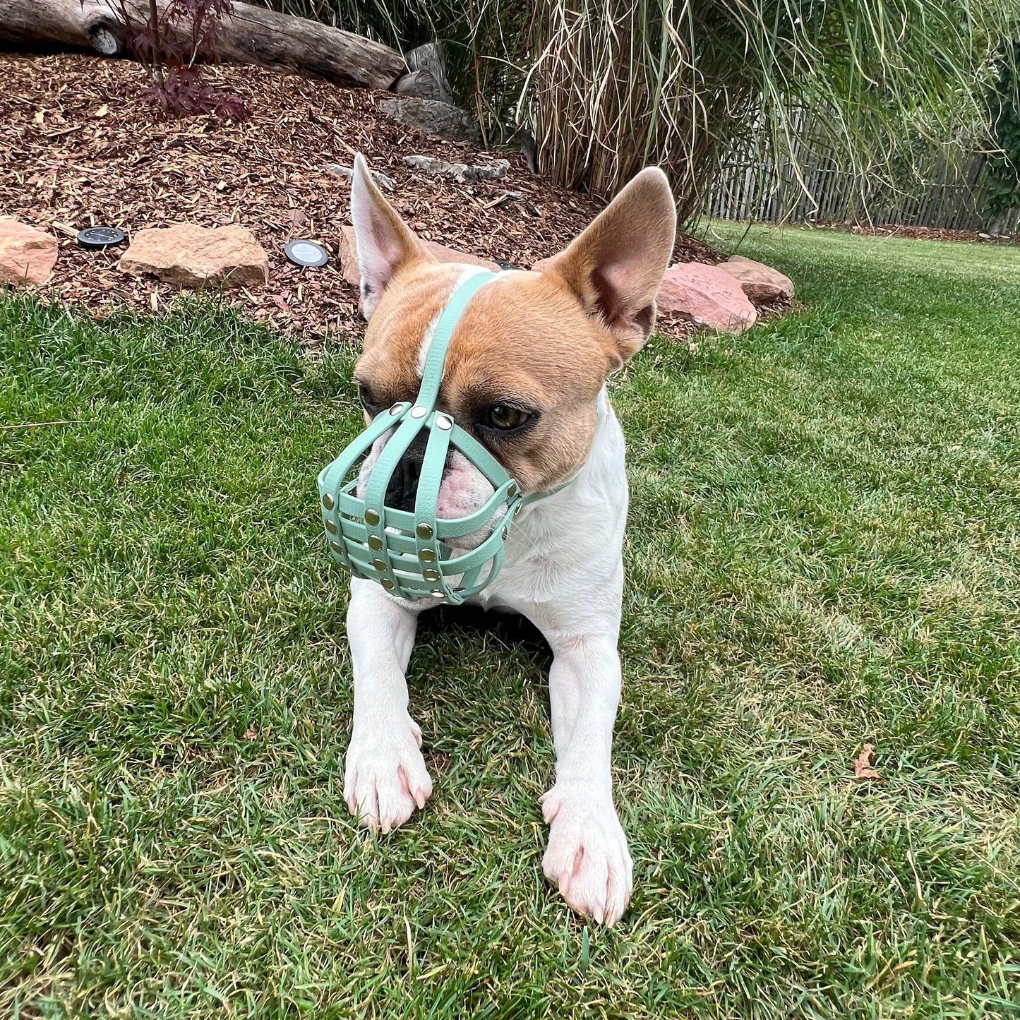 Maulkorb Französische Bulldogge