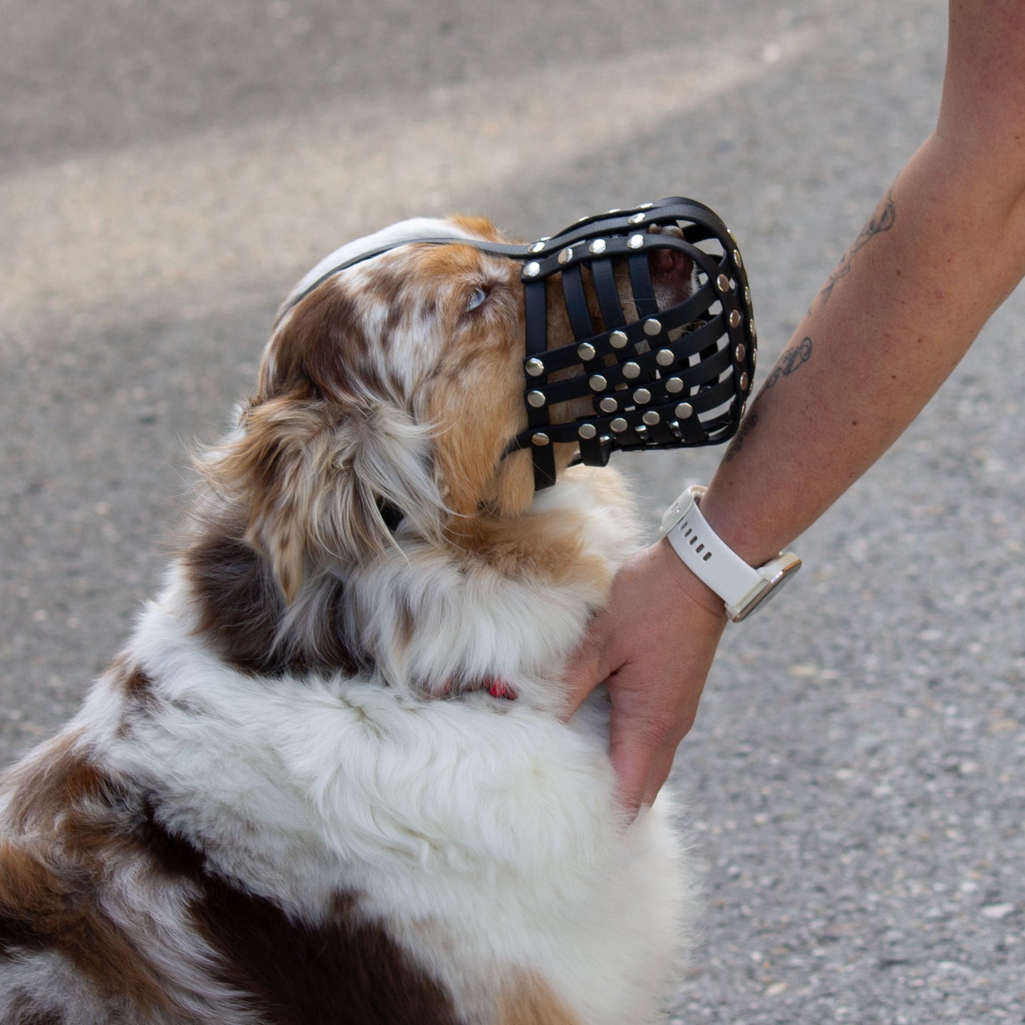 Maulkorb Australian Shepherd