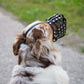 Lagernd und sofort versandfertiger Maulkorb! Rasse Australian Shepherd ca. 17-20kg kurze Schnauze, Schnauzenumfang 24-26cm, Nasenlänge bis 8cm