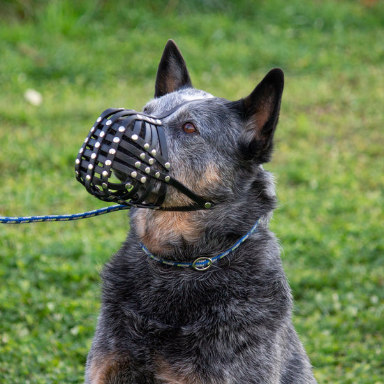 Cattledog Maulkorb von PACOandFAY