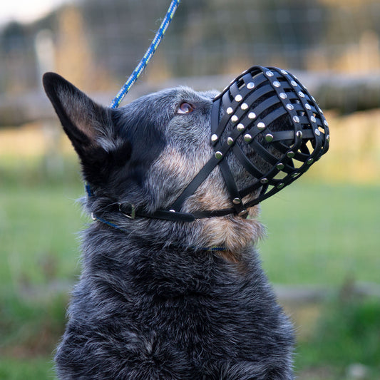 Maulkorb Australian Cattle Dog