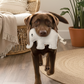 BUDDY. Leather dog toy "Elephant"