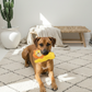 BUDDY. Hundespielzeug aus Leder "Löwe"