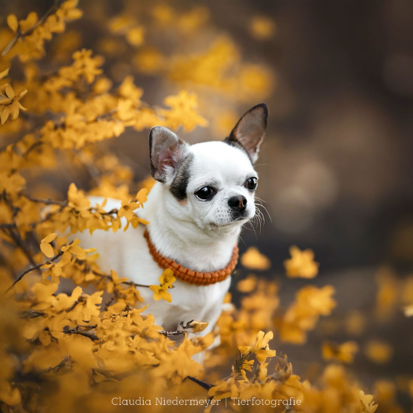 Hundehalsband aus Paracord in orange