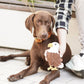 BUDDY. Hundespielzeug aus Leder "Adler"