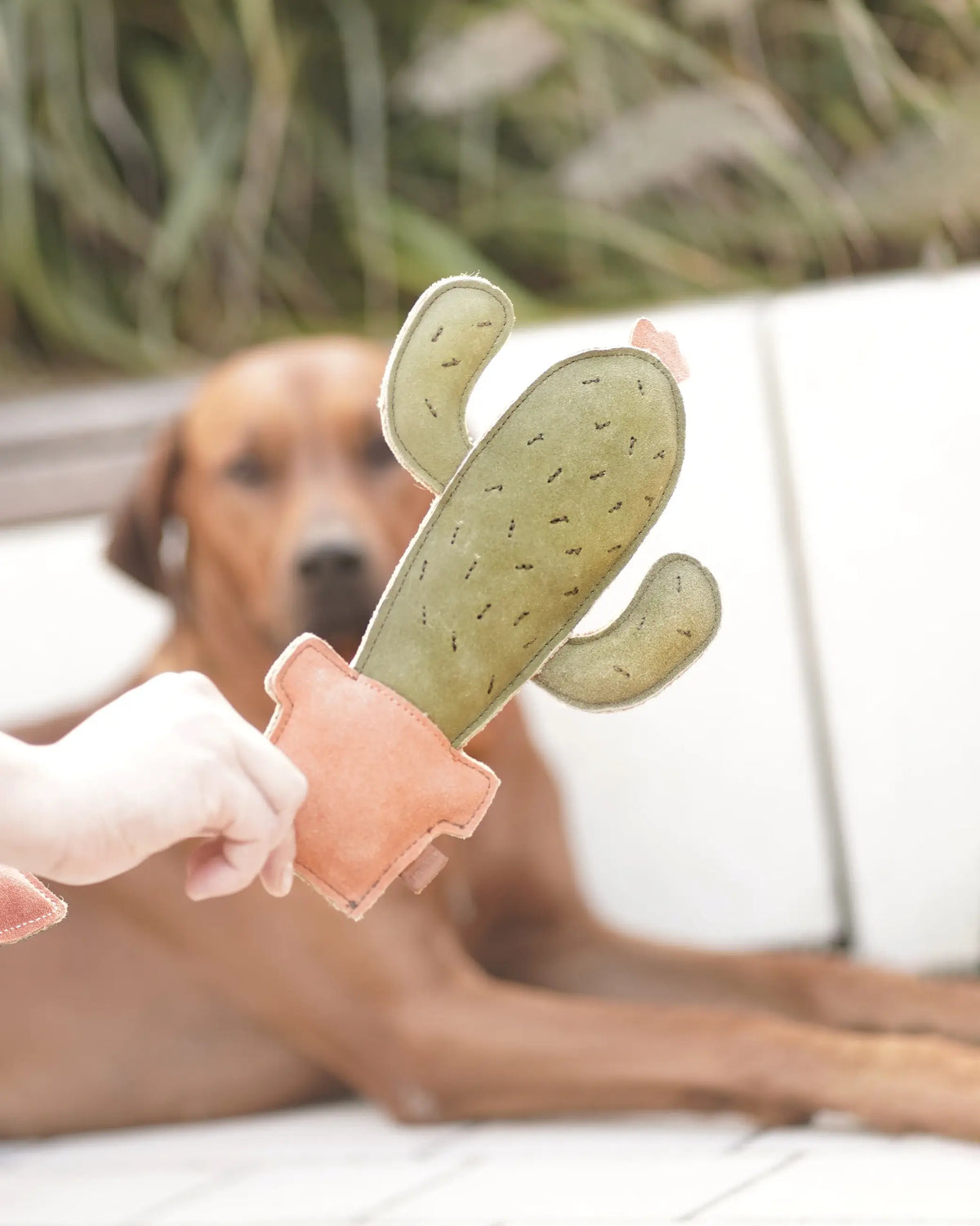 BUDDY. Hundespielzeug aus Leder "Kaktus"