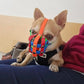 Maulkorb Chihuahua