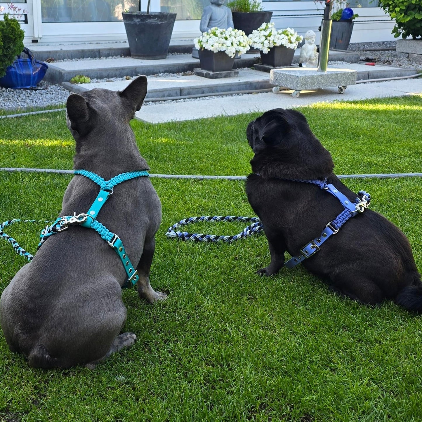 Geschirr für Französische Bulldogge