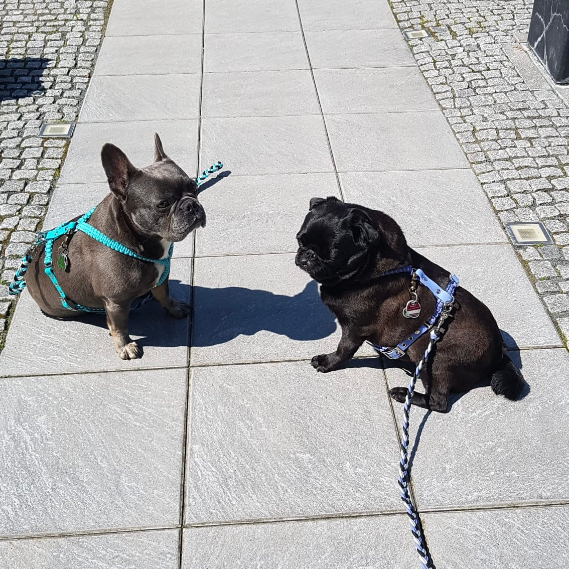 Geschirr für Französische Bulldogge