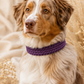 Hund mit Halsband aus Paracord im Muster Back Road Journey