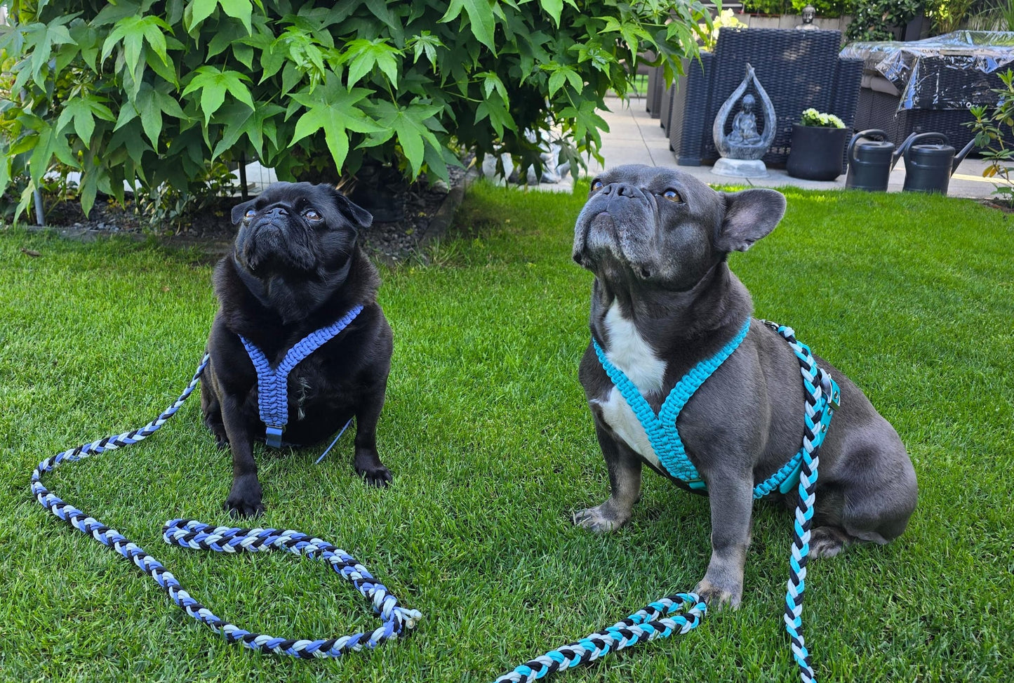 Geschirr für Französische Bulldogge