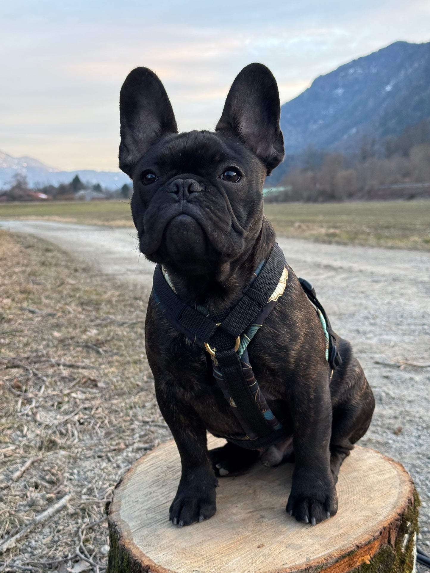 Y-Softgeschirr Autumn Flowers x Schwarz