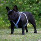 Geschirr für Französische Bulldogge