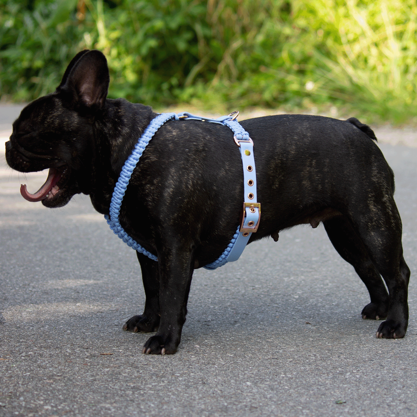 Geschirr für Französische Bulldogge