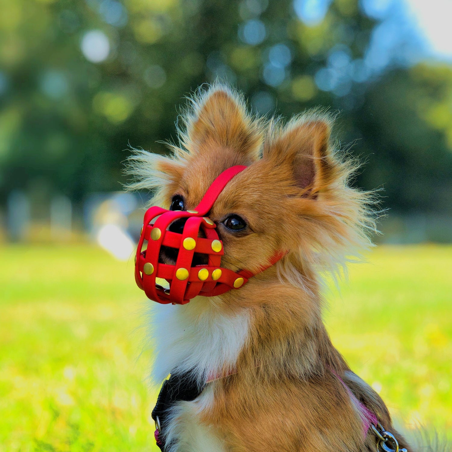 Maulkorb Chihuahua aus BioThane