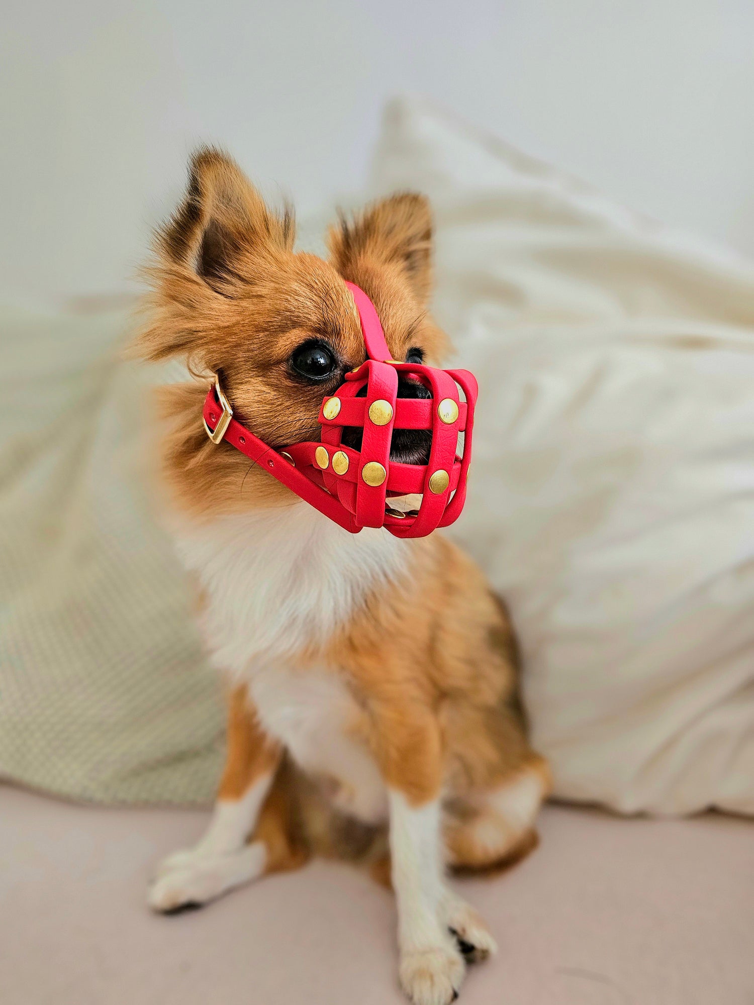 Maulkorb aus Biothane für sehr kleine Hunde wie Chihuahua