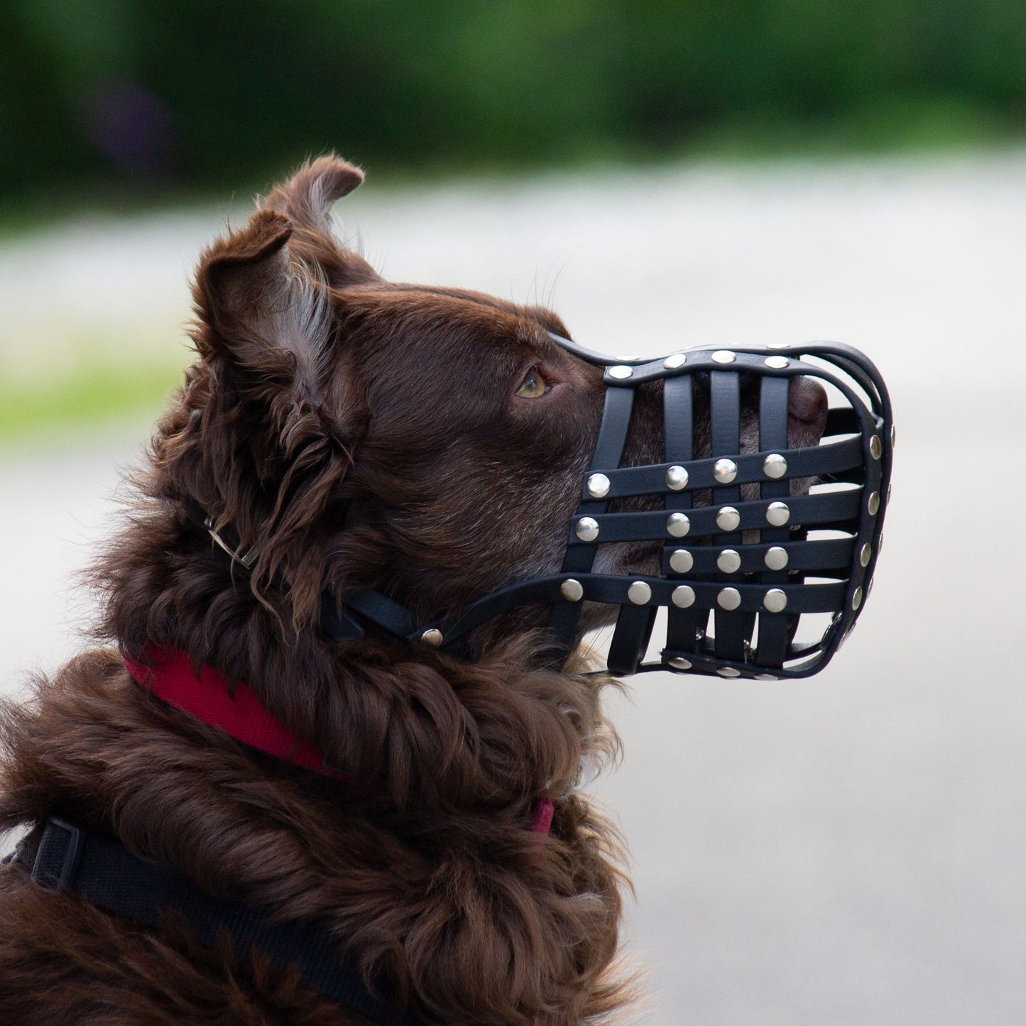 Maulkorb Australian Shepherd